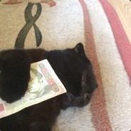 vdmy