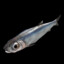 Anchovy