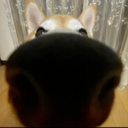 本人太帅名字无法显示