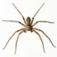 The spider