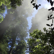 stealthtank's avatar