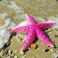 CommanderStarfish