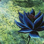 BLACK LOTUS [BRASIL]