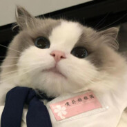 橙玖