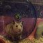HamsterProlapse