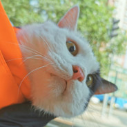 ‘‘‘虾米壳’’’