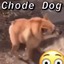 ChodeDog