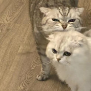 小展真的很敷衍