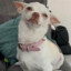 Nikki chihuahua