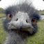 Erratic_Emu