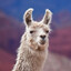 José y sus cuatro llamas