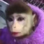 Fabulous Monkey