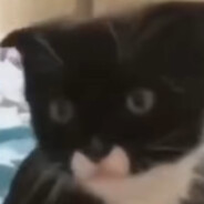 黑猫警长也会有发情的那天