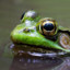 Sneaky Pool Frog