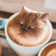 Cup of Murmuchino