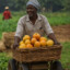 Orange Farmer