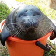 нерпа в тазике