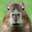 Kapybara KurWa
