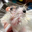 wwhere raT?