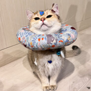 Miiiii