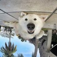 curly - executive asshat