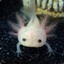 axolotl