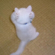 喵喵喵不听不听