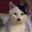 meowuie