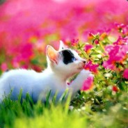 Вам всем жопа