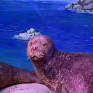 og kush from the west coast