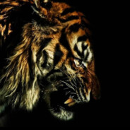 𝐙𝐀𝐄𝐃-𝟎𝟎𝟕