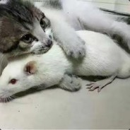 can you speak chinese