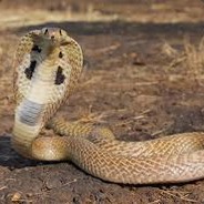Snakeking