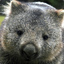 Happy Wombat