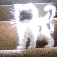 котик гав avatar