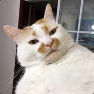 我可是高等天使