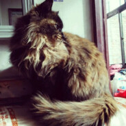 终焉的黄皮土狼