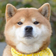 Shiba