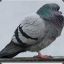 Pigeon