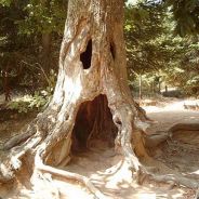 wuselbaum