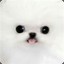 *POMERANI*