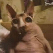 ягодная креветка