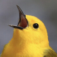 I'mNotSureAboutDinosaurs