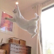 雪村悠（还在推老滚5和