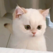 画室里的非人类