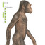 ARDIPHITECUS