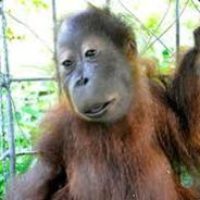 Down's Syndrome Orangutan