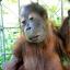 Down&#039;s Syndrome Orangutan