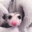 postbathpossum