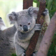 KOALA